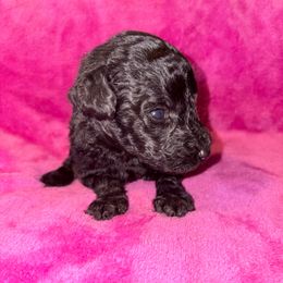 Arabella (Matt's) - Silver female Poodle puppy in Meadowbrook, California from Standard Poodle Pups