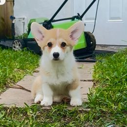 Algiz Gebo Georgina - Fawn female Pembroke Welsh Corgi puppy in Hallandalle, Florida from Algiz Gebo
