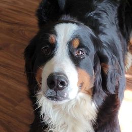 Val - Bernese Mountain Dog