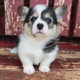 Dorothy - Black and tan female Pembroke Welsh Corgi puppy in Anton, Texas from X Bar's Lil Legs of Texas