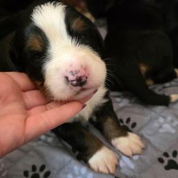 Boy 1 - Black rust and white male Bernese Mountain Dog puppy in Delphos, Ohio from Route 66 Puppies