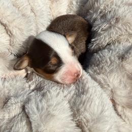 MUFFIN - female Sporty Mix puppy in Livonia, Michigan from M7’s Shelties, Toonies & AussieDoodles
