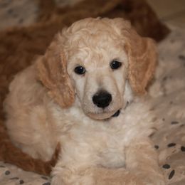 Poodles from Selah Standards