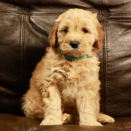 Goldendoodle Puppies from 307 Mini Goldendoodle
