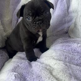 Kona - Black and white male French Bulldog puppy in Galt, California from The three little frenchies