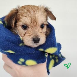 Morkie Puppies from Heart of Texas Morkies