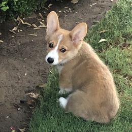 Pembroke Welsh Corgi All Grown Up from G.G.'s Corgis