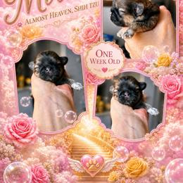 Girl - Sable female Shih Tzu puppy in Dallas, Texas from Almost Heaven Shih Tzu