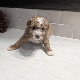 Club - Apricot male Goldendoodle puppy in Richmond, Texas from Harper’s Heartbeats