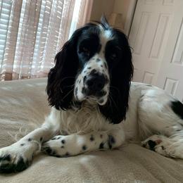 English Springer Spaniel Puppies from Indian Creek Springers