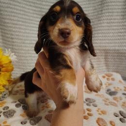 Forest - Piebald male Dachshund puppy in Hudson, Michigan from Mittentail Kennel Miniature Dachshunds & Australian Shepherds