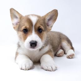 Maverick - Red male Pembroke Welsh Corgi puppy in Santa Monica, California from Limitless Huskies