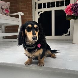 Daisy - Dachshund