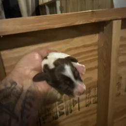 Boy 2 - Chocolate and tan male Dachshund puppy in Paisley, Florida from Pantheon Dachshunds