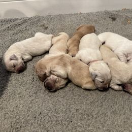 Boy 5 - Golden male Golden Retriever puppy in Turner, Maine from Bear Pond Retrievers