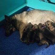 Swedish Vallhund Puppies from Windstorm dogs