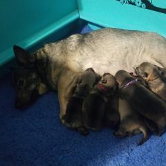 Swedish Vallhund Puppies from Windstorm dogs