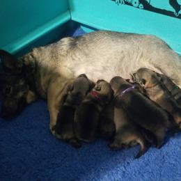 Swedish Vallhund Puppies from Windstorm dogs