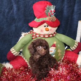 English Springer Spaniel and Poodle Puppies from Haskeez