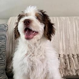 Challah - Black and white male Bernedoodle puppy in Gilbert, Arizona from The Berne Barn... it’s a Doodle thing!
