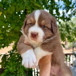 Gutta Boy 3 - Red tri-color male Australian Shepherd puppy in Walnut Creek, California from Sweet Magnolia Aussies
