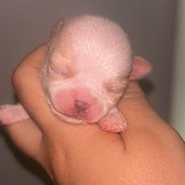 Dragon - Cream male Chihuahua puppy in New Castle, Delaware from Sasha’s Elite Kennel LLC