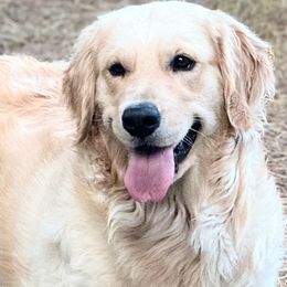 Madi - Golden Retriever
