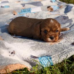 Comet - Ruby male Cavalier King Charles Spaniel puppy in Rockville, Maryland from Skais the Limit