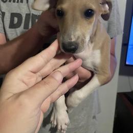 Italian Greyhound Puppies from F&M Italian Greyhounds