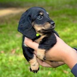 Luke - Black and tan male Dachshund puppy in El Dorado, Arkansas from LovelylilDoxies