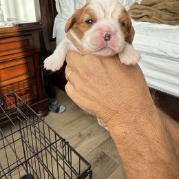 Puppy 2 - Blenheim female Cavalier King Charles Spaniel puppy in West Sacramento, California from TK King Charles Spaniels