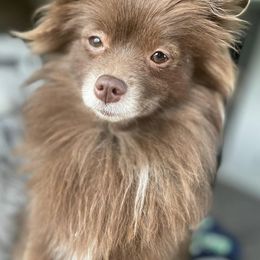 Pomeranians from PomCo LLC