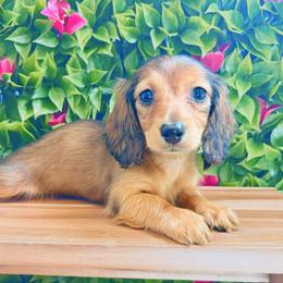 Wrenley 3200 - Red female Dachshund puppy in Sylvania, Alabama from Yancey’s Doxies