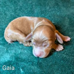 Gaia - Red female Cockapoo puppy in Sunset, Louisiana from Cano Cockapoos