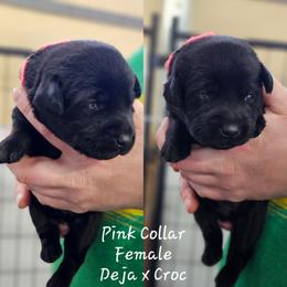 Pink Collar - Black female Labrador Retriever puppy in Boyd, Minnesota from Lindley Labradors