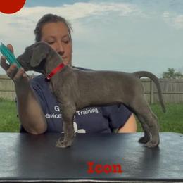 Icon - Blue male Great Dane puppy in Edwardsville, Illinois from Giants and Munchkins