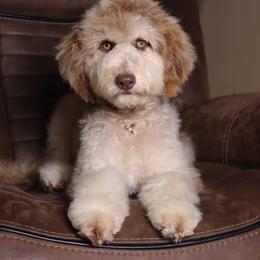 Cosmo - Crate Trained - Transport Included - Chocolate merle female Bernedoodle puppy in Youngstown, Florida from Wonderland’s Boujie Kennels