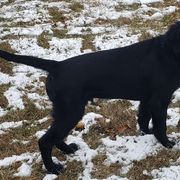 Ghost - Black Flat-Coated Retriever puppy in Stillwater, Minnesota from Whirlwind Flat-Coated Retrievers