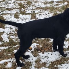 Ghost - Black Flat-Coated Retriever puppy in Stillwater, Minnesota from Whirlwind Flat-Coated Retrievers