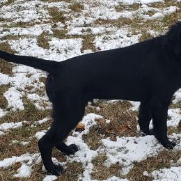 Ghost - Black Flat-Coated Retriever puppy in Stillwater, Minnesota from Whirlwind Flat-Coated Retrievers