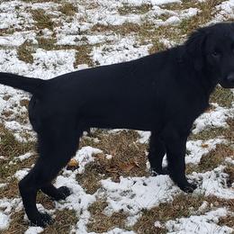 Ghost - Black Flat-Coated Retriever puppy in Stillwater, Minnesota from Whirlwind Flat-Coated Retrievers