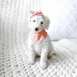 Zoey - Parti female Goldendoodle puppy in Springville, Utah from Happy Doodle