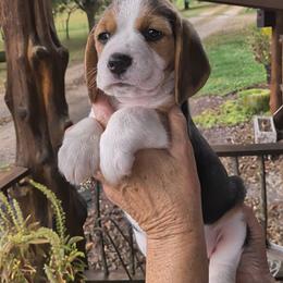 Scottie Jane - Black tan and white female Beagle puppy in Jerome, Missouri from Beam's Beagles