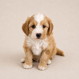 Benji - Red male Cavapoo puppy in Floyd, Virginia from Hearts and Paws Poodles and Doodles