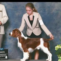 Welsh Springer Spaniel Puppies from Tropic Welsh Springer Spaniels