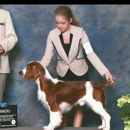 Welsh Springer Spaniel Puppies from Tropic Welsh Springer Spaniels