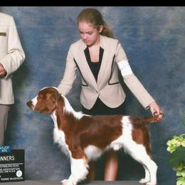 Welsh Springer Spaniel Puppies from Tropic Welsh Springer Spaniels