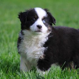 Miniature American Shepherd, Miniature Australian Shepherd, and Toy Australian Shepherd Puppies from Little Dipper mini Americans and toy Aussies