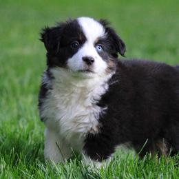 Miniature American Shepherd, Miniature Australian Shepherd, and Toy Australian Shepherd Puppies from Little Dipper mini Americans and toy Aussies