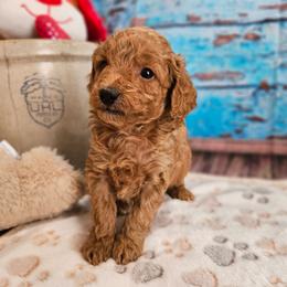 Walt - Apricot male Cavapoo puppy in Lebanon, Missouri from Leerose Puppies